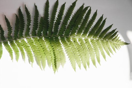 minimalism style, fern leaf on paper background