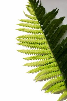 minimalism style, fern leaf on paper background