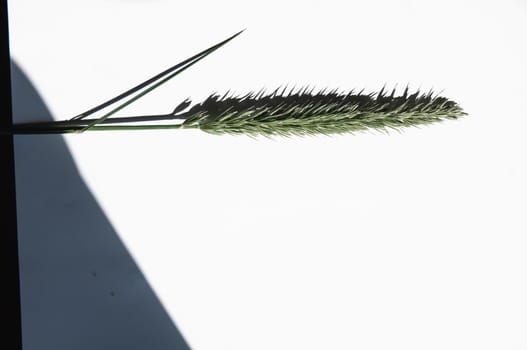 dry spikelet on a white background with bright light