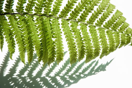 minimalism style, fern leaf on paper background