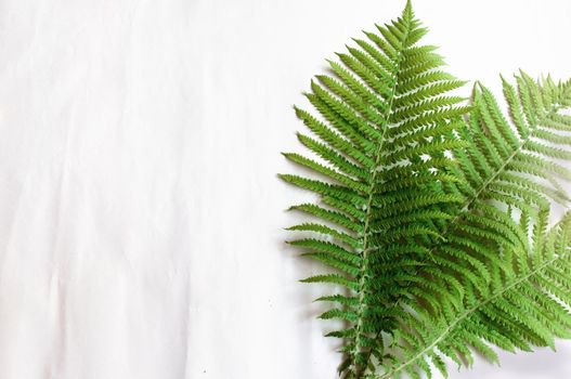 minimalism style, fern leaf on paper background