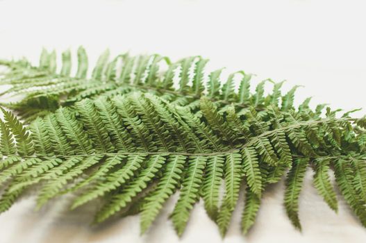 minimalism style, fern leaf on paper background