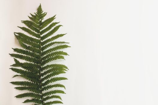 minimalism style, fern leaf on paper background