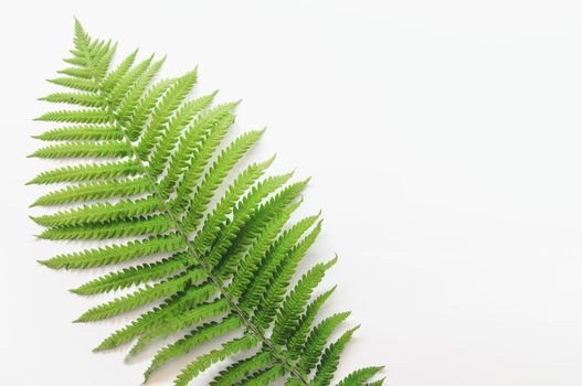 minimalism style, fern leaf on paper background