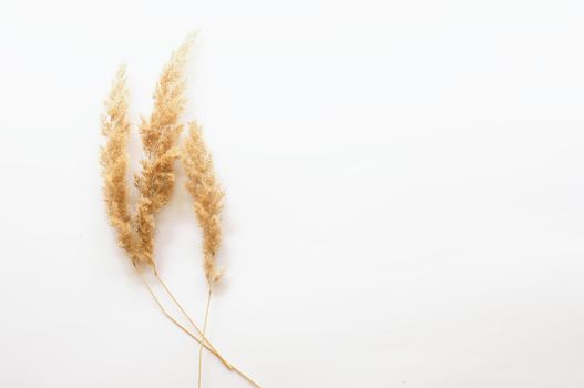 minimalism style, dried grass on a white background