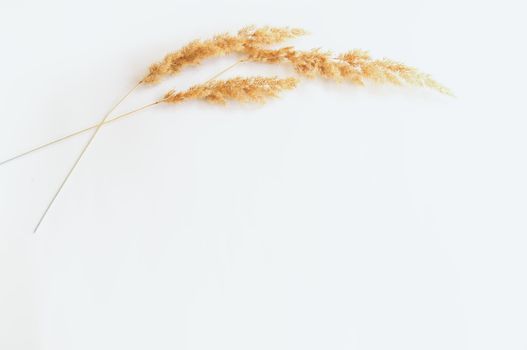 minimalism style, dried grass on a white background