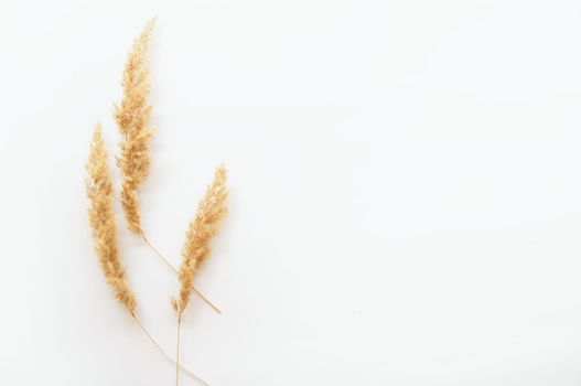 minimalism style, dried grass on a white background