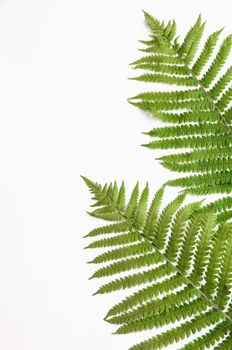 minimalism style, fern leaf on paper background