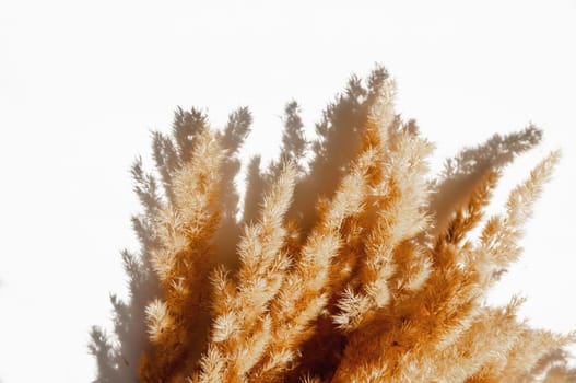 dry spikelets on a white background with bright light