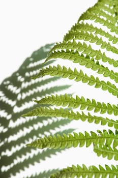 minimalism style, fern leaf on paper background