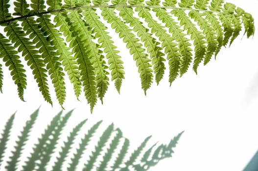 minimalism style, fern leaf on paper background