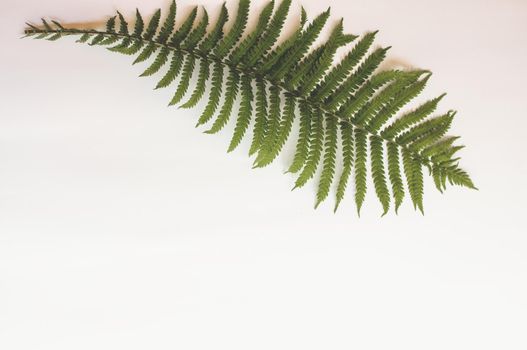 minimalism style, fern leaf on paper background