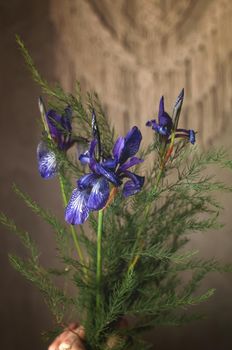 wild flowers of purple iris are collected in a bouquet with green leaves