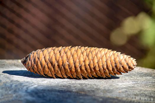 Lies on a wooden surface on a sunny autumn day under bright sun