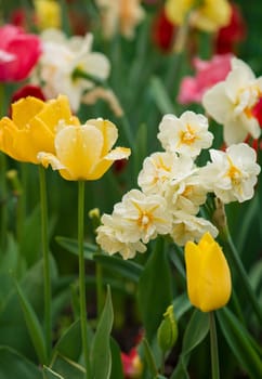 Tulips flowers on a blur background of nature. Spring background