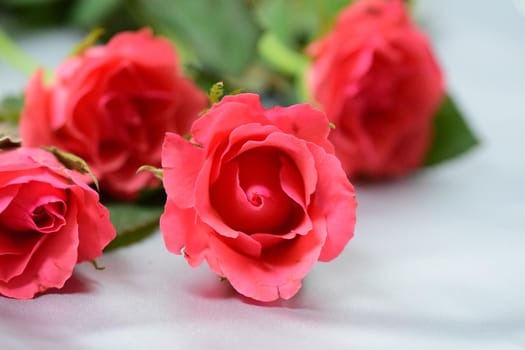 Close-up of pink roses against a grey background