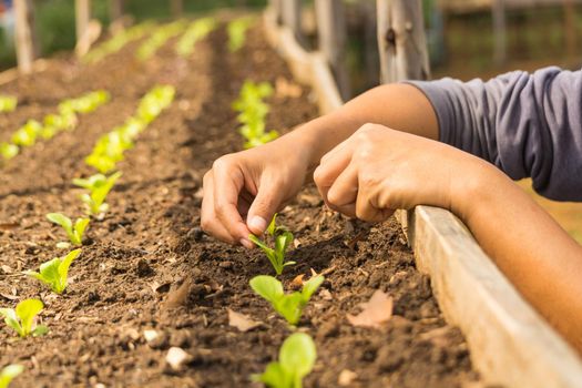 Hand of Asian Farmer planting Baby Tiny salad Vegetable as Row in Wood plant Nursery or Green House as Agriculture Concept