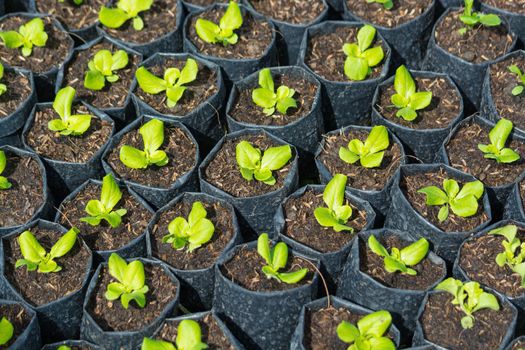Planting seedlings or Plug of Green mache Salad Vegetable in plastic bags before planting in the soil, Gardening Concept