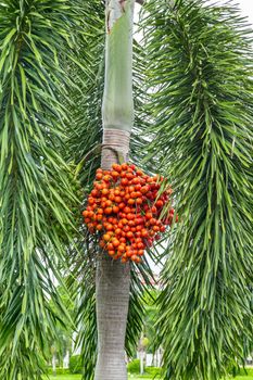 Areca catechu (Areca nut palm, Betel Nuts) All bunch into large clustered, hanging down. natural sunlight.