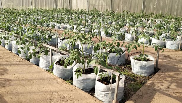 rows of plants in the garden