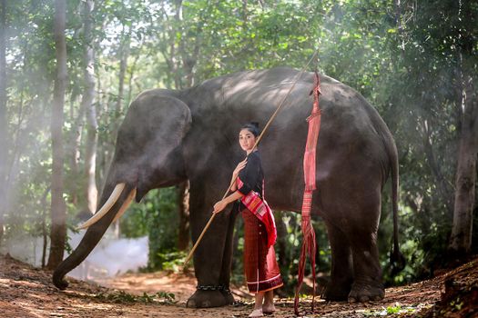 Thailand Countryside; Silhouette elephant on the background of sunset, elephant Thai in Surin Thailand.