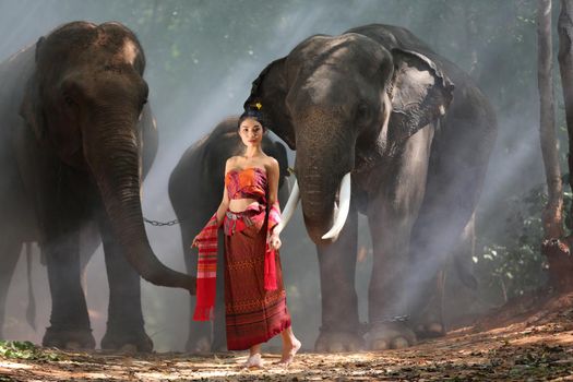 Thailand Countryside; Silhouette elephant on the background of sunset, elephant Thai in Surin Thailand.