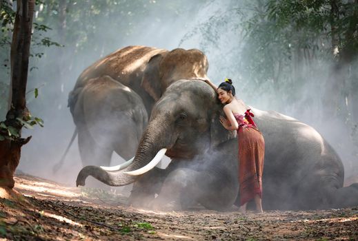 Thailand Countryside; Silhouette elephant on the background of sunset, elephant Thai in Surin Thailand.