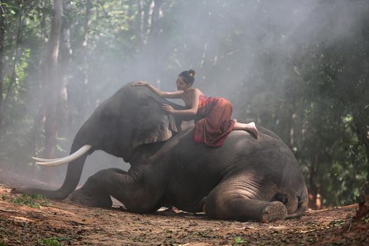 Thailand Countryside; Silhouette elephant on the background of sunset, elephant Thai in Surin Thailand.