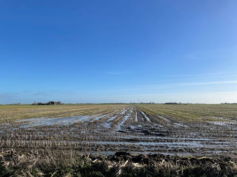 Wet farmland around Ferwoude in Friesland The Netherlands