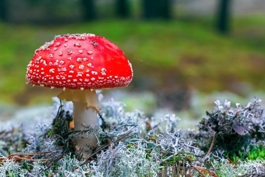 Amanita Muscaria. Red poisonous Fly Agaric mushroom in forest