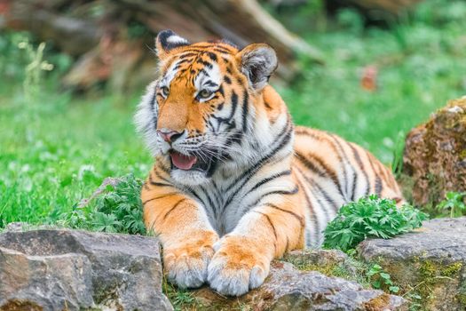 Young Bengal Tiger Lying on the Grass at Summer Day