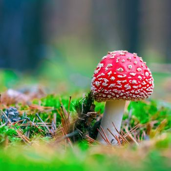 Amanita Muscaria. Red poisonous Fly Agaric mushroom in forest