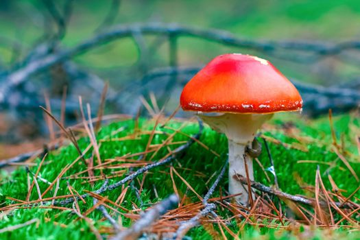 Amanita Muscaria. Red poisonous Fly Agaric mushroom in forest