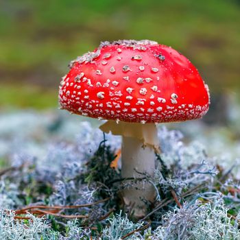 Amanita Muscaria. Red poisonous Fly Agaric mushroom in forest