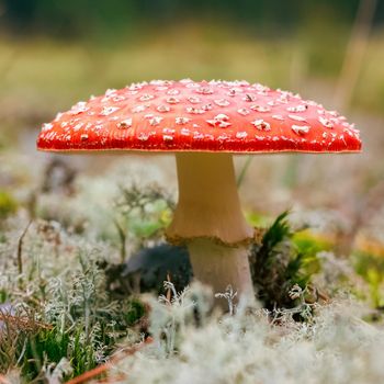 Amanita Muscaria. Red poisonous Fly Agaric mushroom in forest