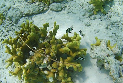 Fishes swim against the background of corals.