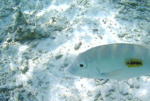 Fishes swim against the background of corals.