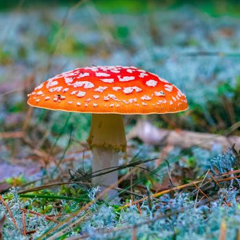 Amanita Muscaria. Red poisonous Fly Agaric mushroom in forest