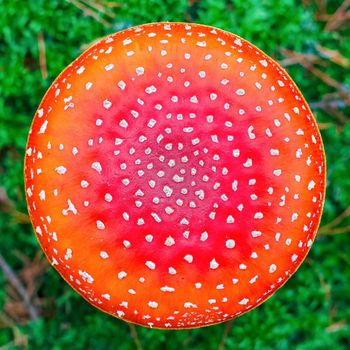 Amanita Muscaria. Red poisonous Fly Agaric mushroom in forest