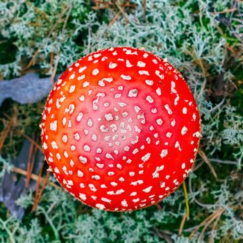 Amanita Muscaria. Red poisonous Fly Agaric mushroom in forest