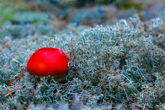 Amanita Muscaria. Red poisonous Fly Agaric mushroom in forest