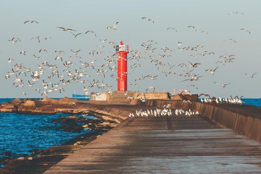 White seagulls flying against the red lighthouse