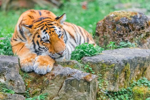 Young Bengal Tiger Lying on the Grass at Summer Day