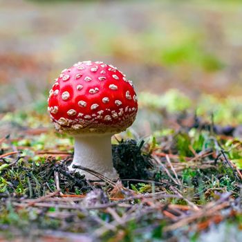 Amanita Muscaria. Red poisonous Fly Agaric mushroom in forest