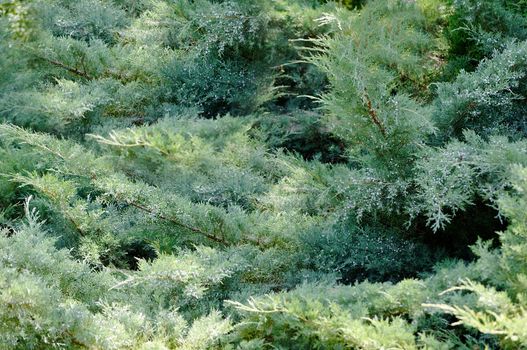 Evergreen coniferous tree in the early morning outdoors close-up.Texture or background