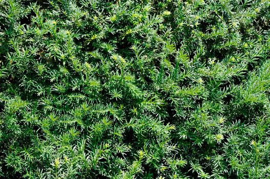 Evergreen coniferous tree in the open air.Texture or background