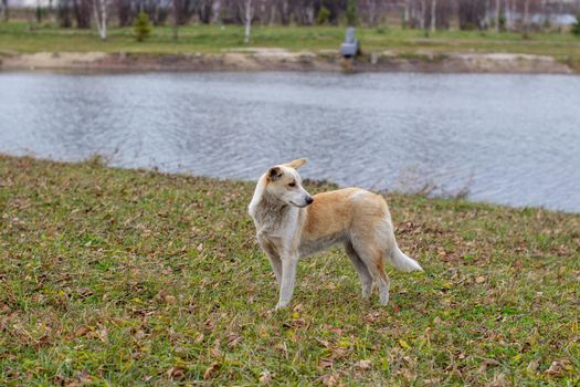 A stray abandoned dog with very sad and intelligent eyes. The dog runs around the park next to people.