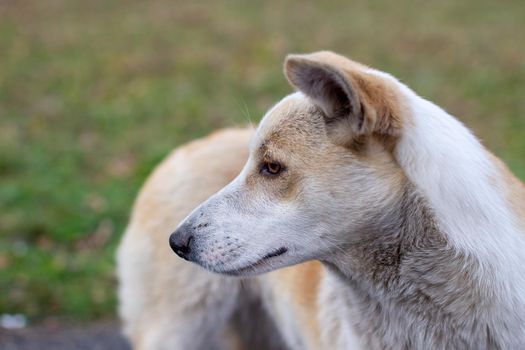 A stray abandoned dog with very sad and intelligent eyes. The dog runs around the park next to people.