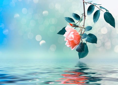 Floral background with rose branch reflected in water.