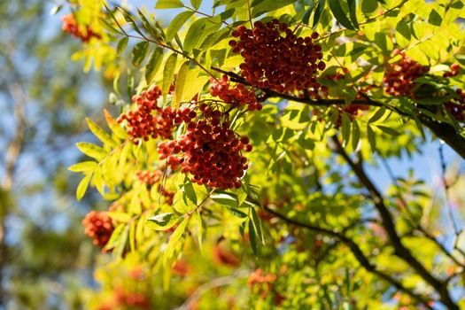 Mountain ash branches with red fruits against the blue sky.